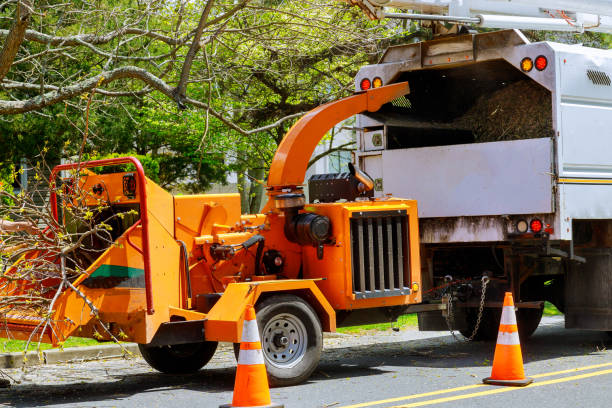 Tree Removal for Businesses in Clare, MI